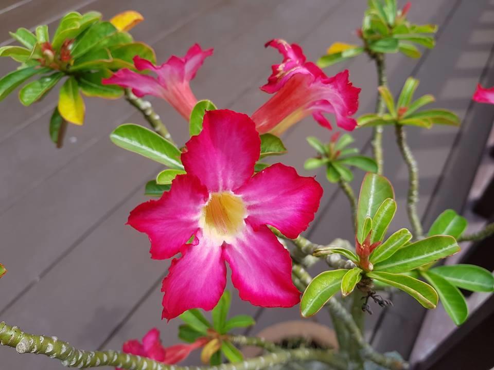 Kaya Mani Thai Villa Resort Choeng Mon Eksteriør billede